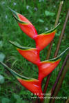 Heliconia bihai 'Tomato Red'